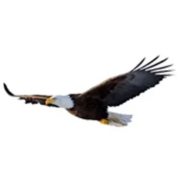 Eagle