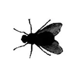 FlyFlew