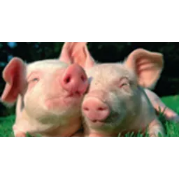 Schlagerschweinchen